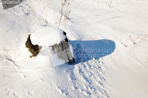 Image of   tree  with snow 