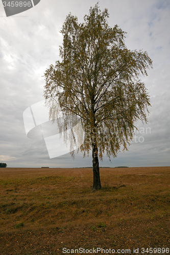 Image of birch tree  