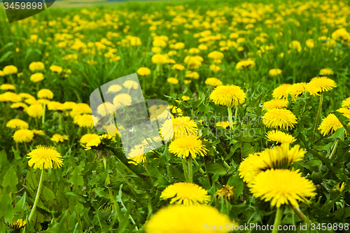 Image of Yellow dandelions