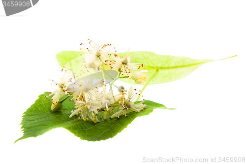 Image of   flowers linden