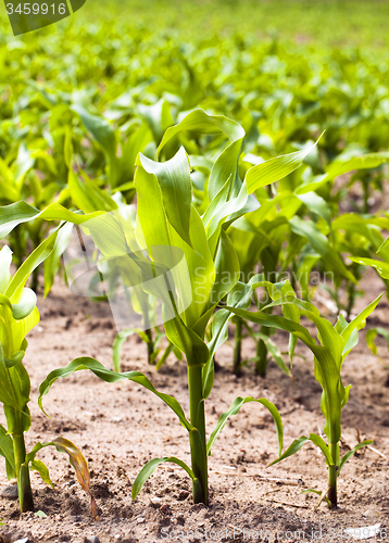 Image of corn sprouts  