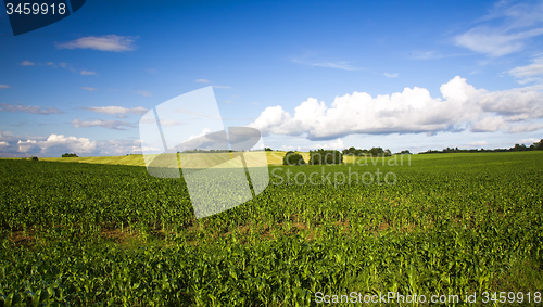 Image of  green unripe grains