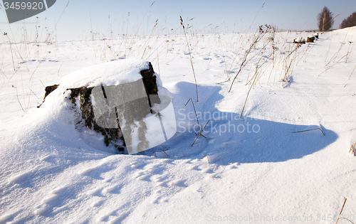 Image of   tree  with snow 