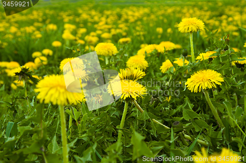 Image of Yellow dandelions