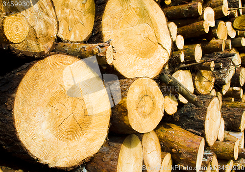 Image of   sawed trees