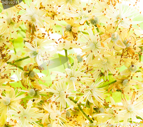 Image of   flowers linden