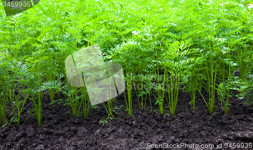 Image of  carrots field