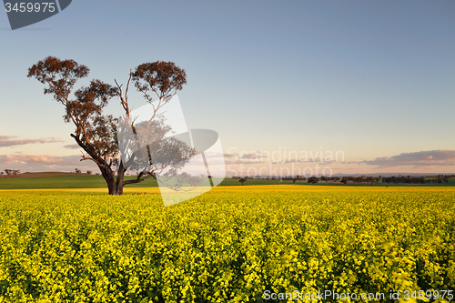 Image of Canola field at dusk