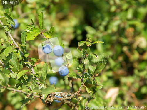 Image of backthorn berries