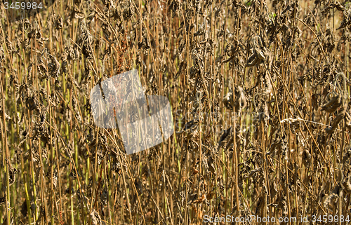 Image of dry plant background