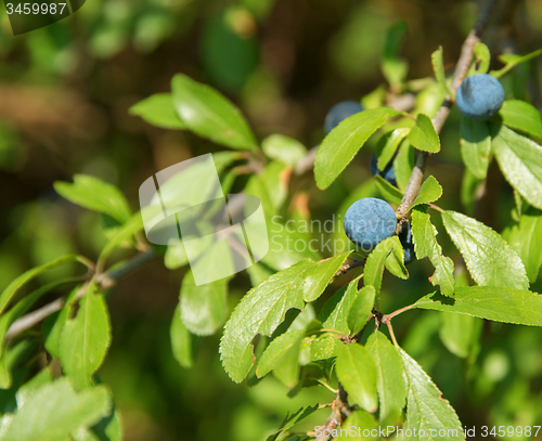 Image of backthorn berries