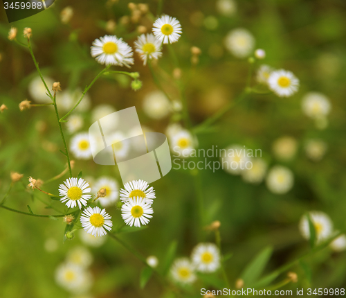 Image of daisy fleabane