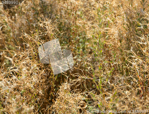 Image of dry plant background