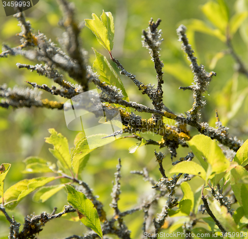 Image of leavy twigs with lichen