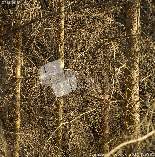 Image of dead conifer trees