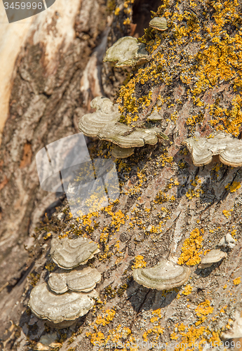 Image of Bracket fungus