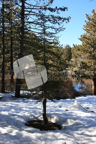 Image of Trees and snow