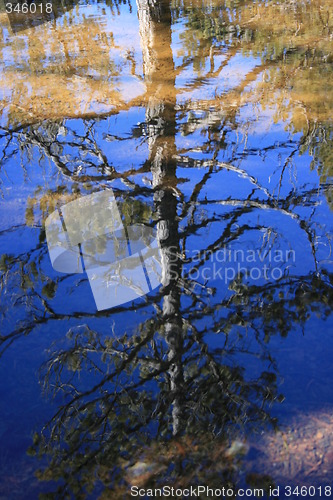 Image of Tree reflections