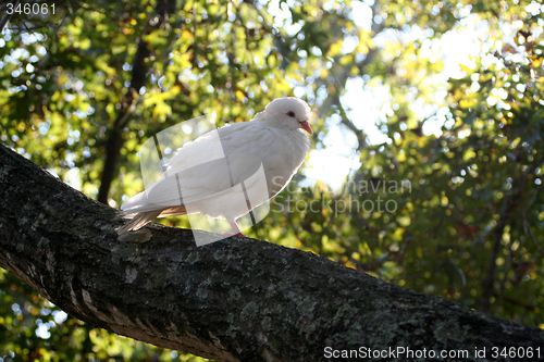 Image of White Dove