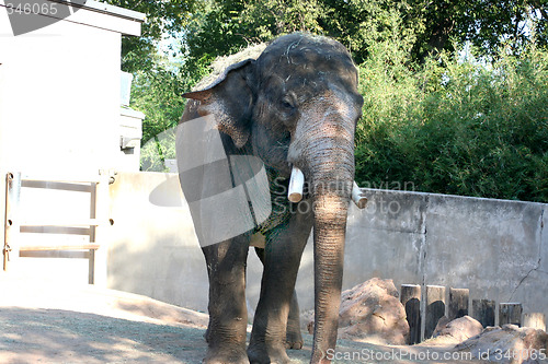 Image of African Elephant