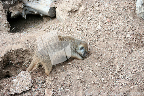 Image of Digging Meerkat