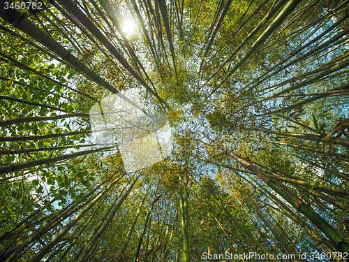 Image of Bamboo tree