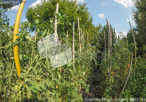 Image of Vegetable garden