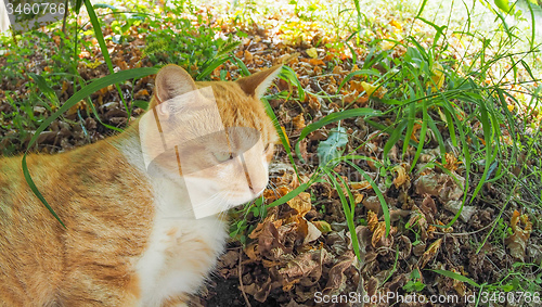 Image of Cat in the grass