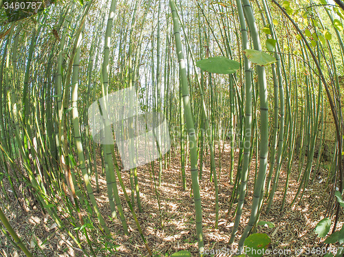 Image of Bamboo tree