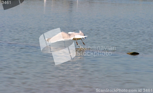 Image of seagull take off