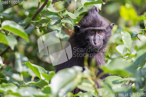 Image of Young Celebes crested Macaque