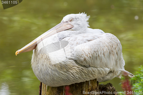 Image of Portrait of a Dalmatian Pelican