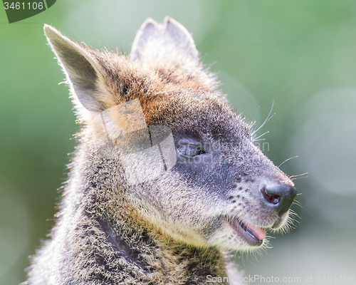 Image of Kangaroo: Wallaby close-up portrait