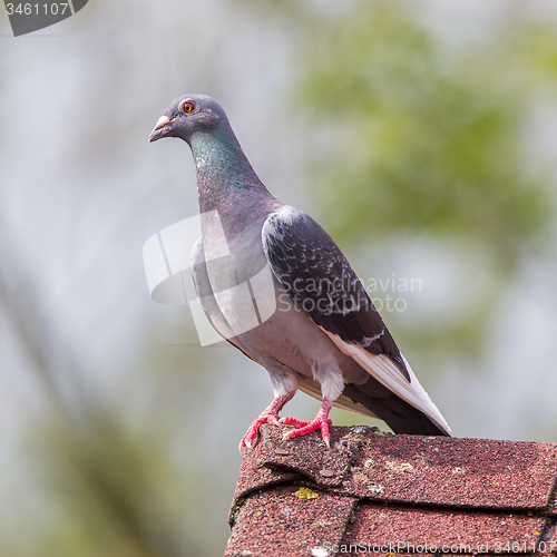 Image of Pigeon on roof