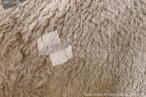 Image of Camel fur