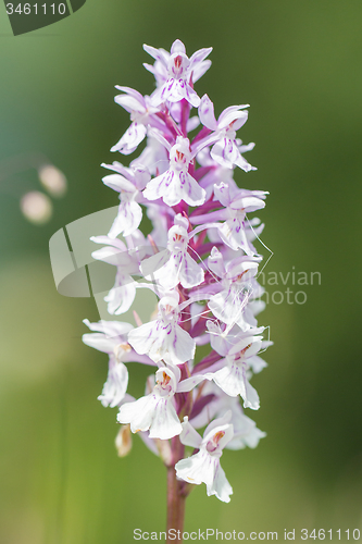 Image of Wild orchid (orchis)