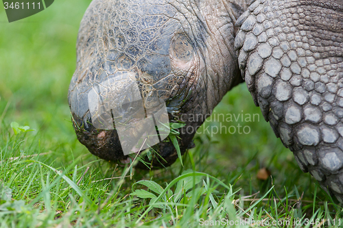 Image of Galapagos giant tortoise eating