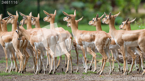 Image of Young antilopes