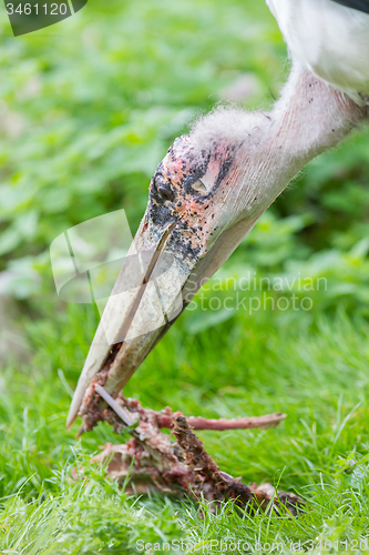 Image of Marabou stork eating