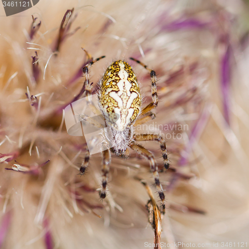 Image of Small spider hiding in a flower