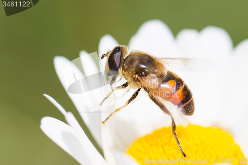 Image of Bee on flower
