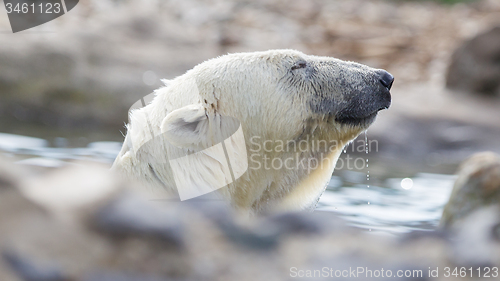 Image of Close-up of a polarbear