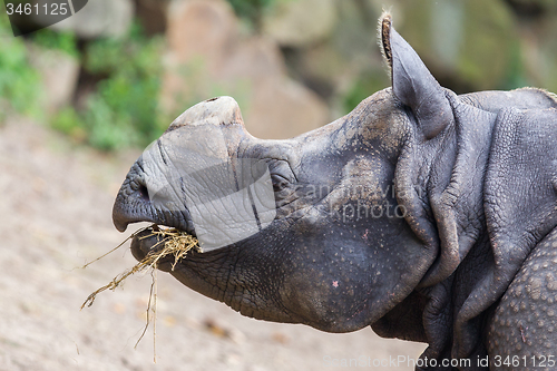 Image of Close-up of an Indian rhino 