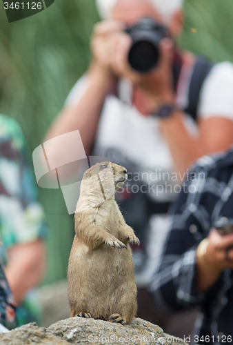 Image of Black-tailed prairie dog  (Cynomys ludovicianus) playing for mod