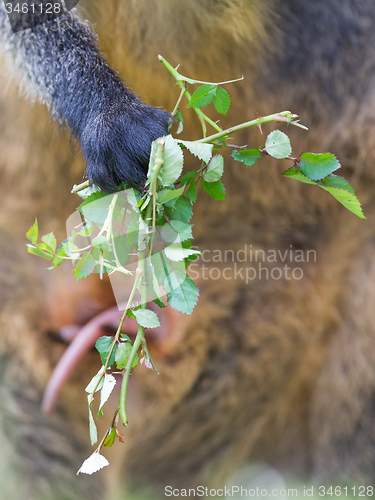 Image of Kangaroo: Wallaby close-up portrait