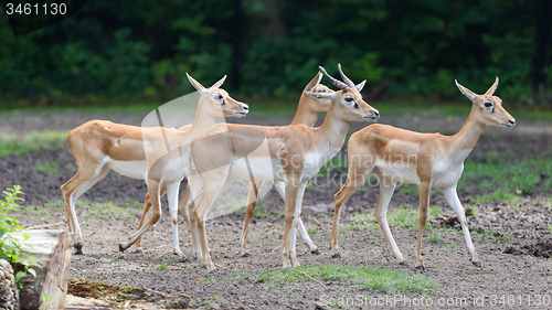 Image of Young antilopes