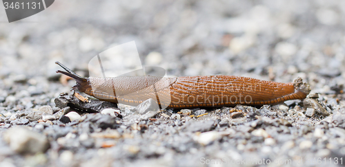 Image of Naked slug climb on a floor