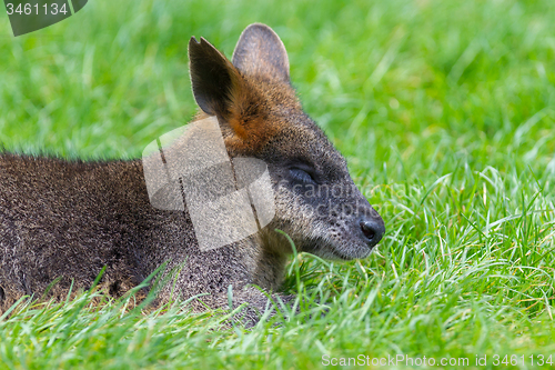 Image of Kangaroo: Wallaby close-up portrait