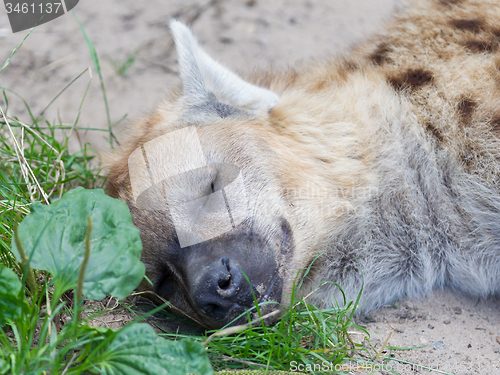 Image of Hyena sleeping in the grass