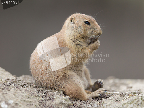 Image of Black-tailed prairie dog  (Cynomys ludovicianus)